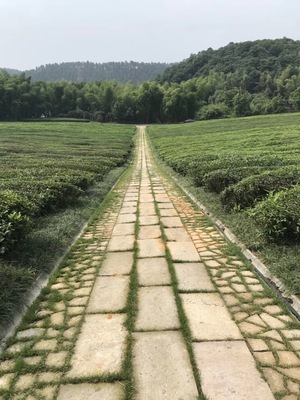 杭州径山竹茶园项目田字路及示范区景观工程